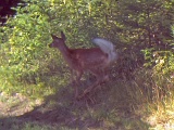 Deer_Fawn_CoyoteNearby_090109_1013hrs